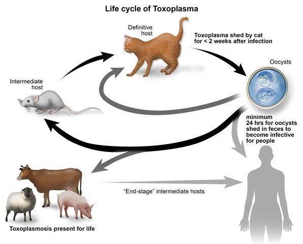 Toksoplasmosis; Infeksi Toksoplasma