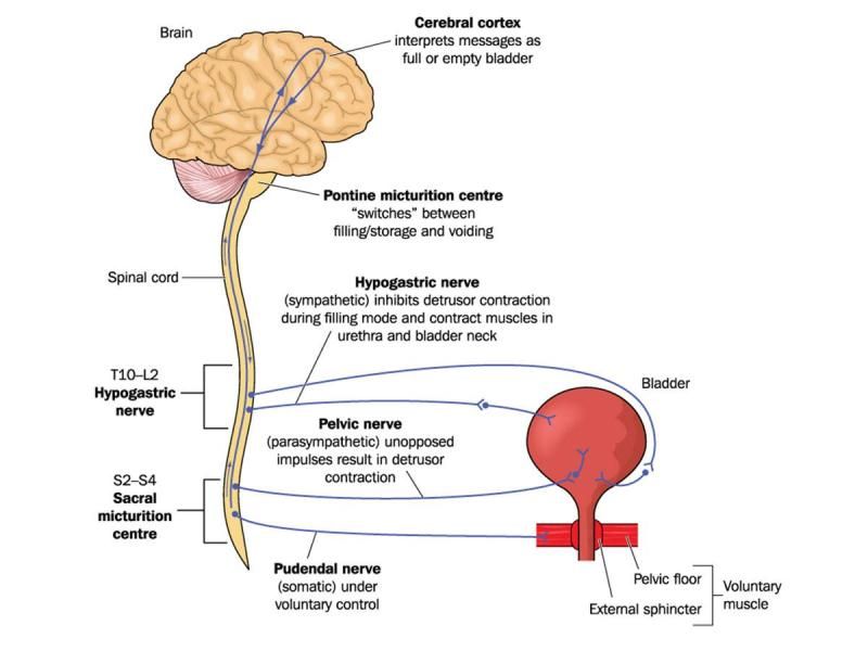 Kandung Kemih Neurogenik