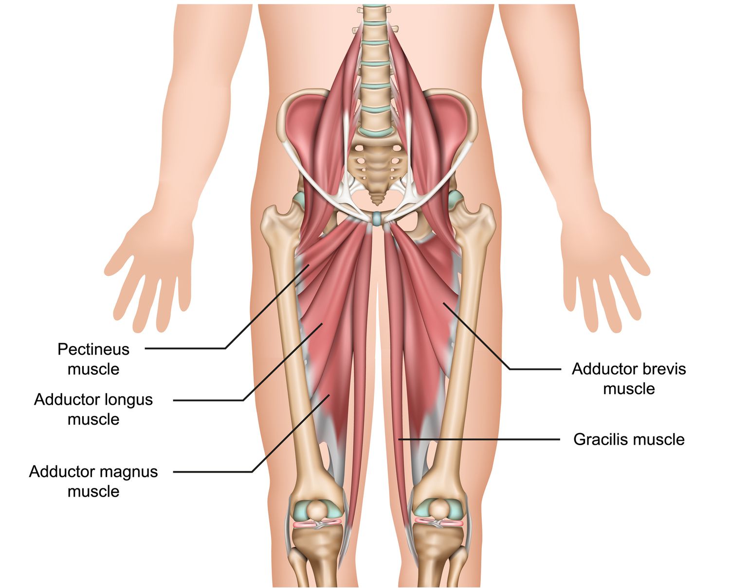 Adductor Tendinopathy