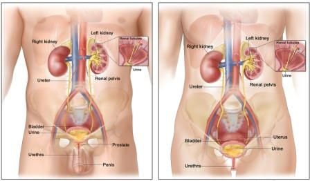 Anatomi Ginjal dan Saluran Kemih