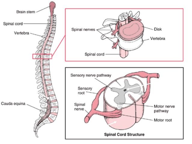 Kelainan Pangkal Saraf Medula Spinalis