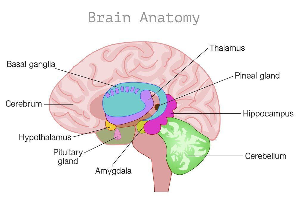 Amnesia atau Gangguan atau Hilangnya Memori