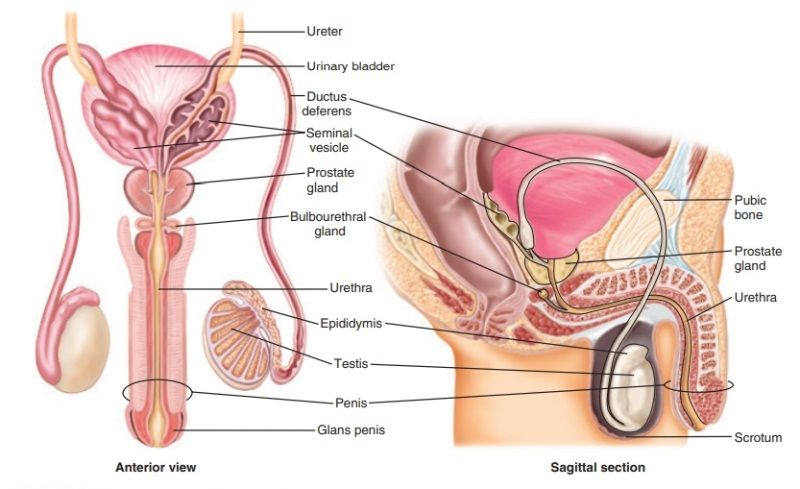 Sistem Reproduksi Pria