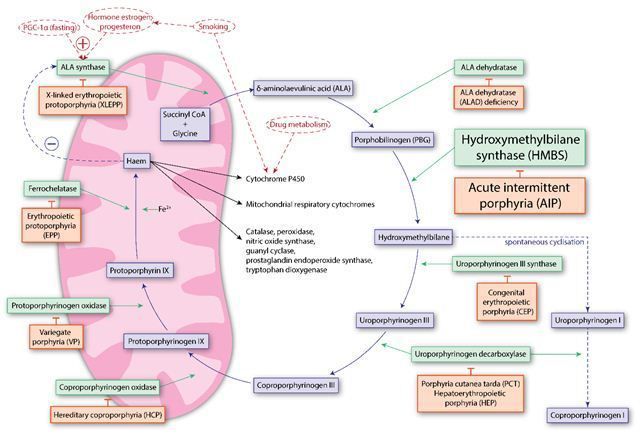 Porfiria Intermiten Akut