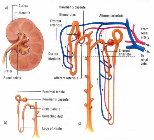 Nefrosklerosis Hipertensif Maligna