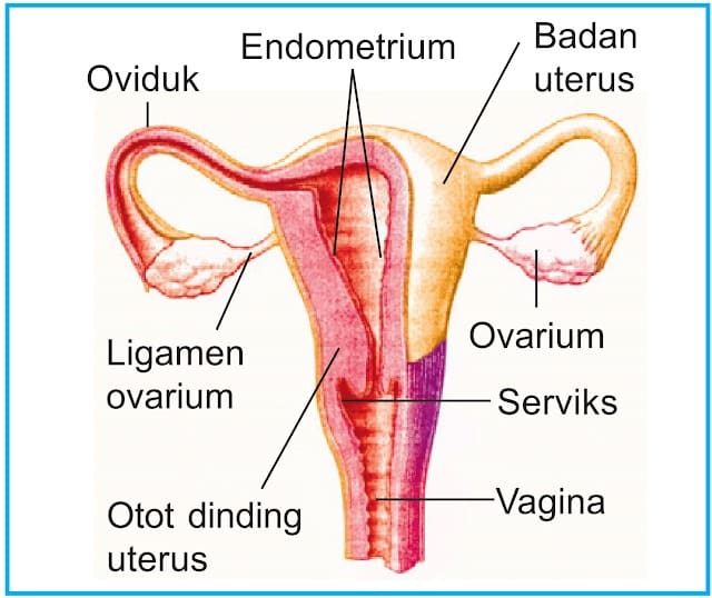 Sistem Reproduksi Wanita