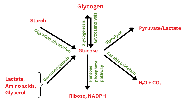 Gangguan Metabolisme Karbohidrat