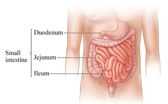 Tumor Usus Halus