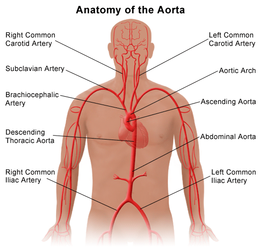 Sumbatan Aorta Abdominalis dan Percabangannya